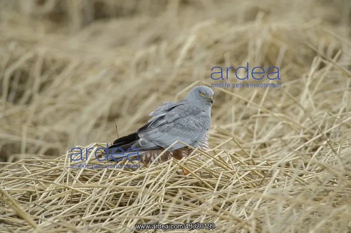 : Cinereous Harrier : Cinereous Harrier