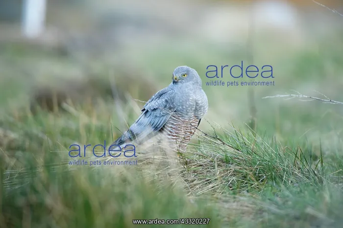: Cinereous Harrier : Cinereous Harrier