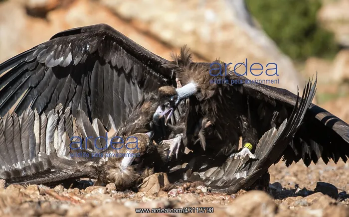: Cinereous Vulture : Cinereous Vulture