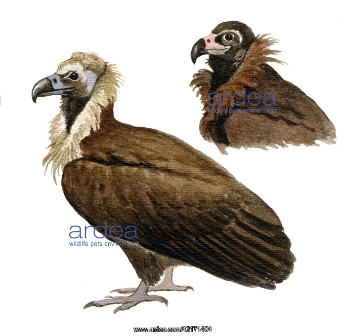: Cinereous Vulture : Cinereous Vulture