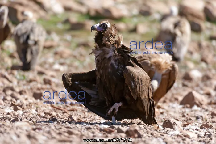 : Cinereous Vulture : Cinereous Vulture