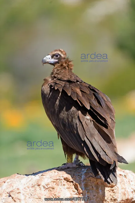 : Cinereous Vulture : Cinereous Vulture