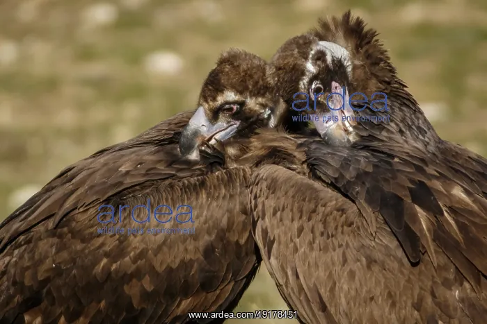 : Cinereous Vulture (Aegypius monachus) couple preening the plumage : Cinereous Vulture (Aegypius monachus) couple preening the plumage