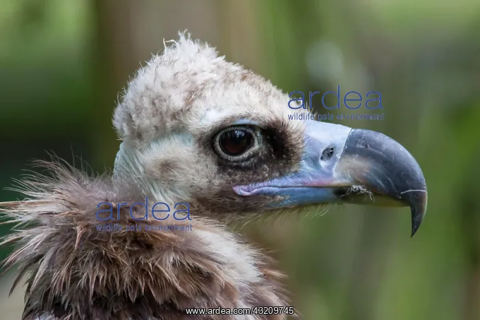  : Cinereous vulture (Aegypius monachus) or cowbird