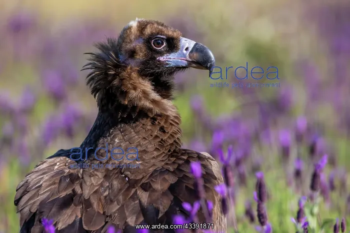 : Cinereous vulture (Aegypius monachus), on the ground : Cinereous vulture (Aegypius monachus), on the ground