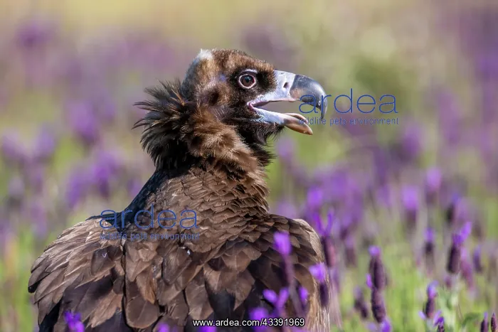 : Cinereous vulture (Aegypius monachus), on the ground : Cinereous vulture (Aegypius monachus), on the ground