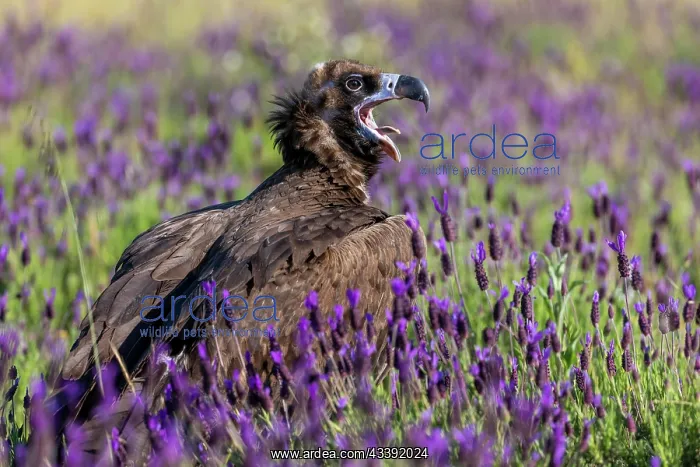 : Cinereous vulture (Aegypius monachus), on the ground : Cinereous vulture (Aegypius monachus), on the ground