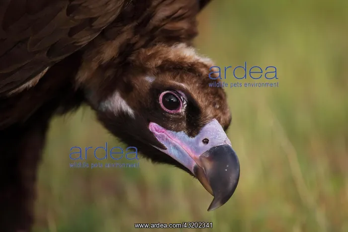 : Cinereous vulture (Aegypius monachus) portrait : Cinereous vulture (Aegypius monachus) portrait