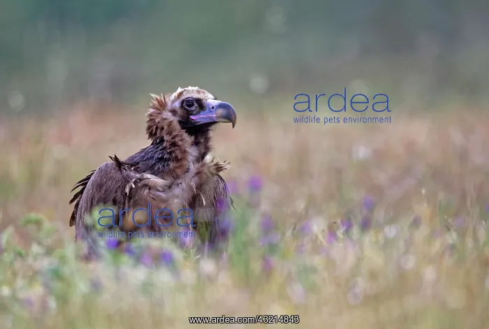 : Cinereous vulture (Aegypius monachus) with prey : Cinereous vulture (Aegypius monachus) with prey