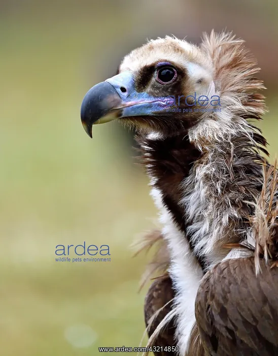 : Cinereous vulture (Aegypius monachus) with prey : Cinereous vulture (Aegypius monachus) with prey