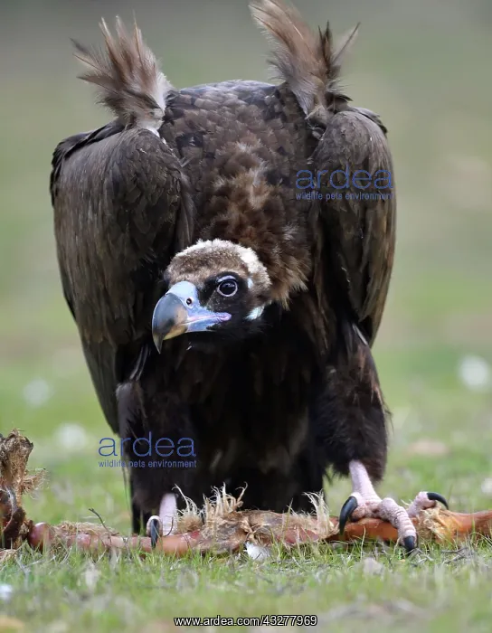 : Cinereous vulture (Aegypius monachus) on prey, Extremadura