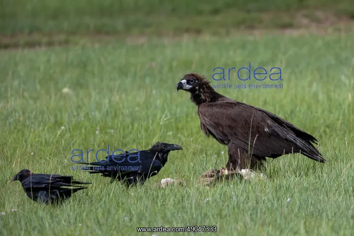 : Cinereous vulture or Black Vulture : Cinereous vulture or Black Vulture
