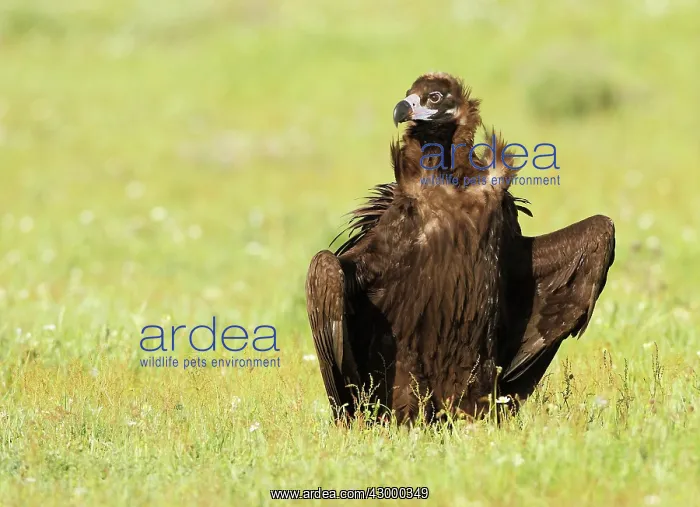 : Cinereous Vulture - in field : Cinereous Vulture - in field