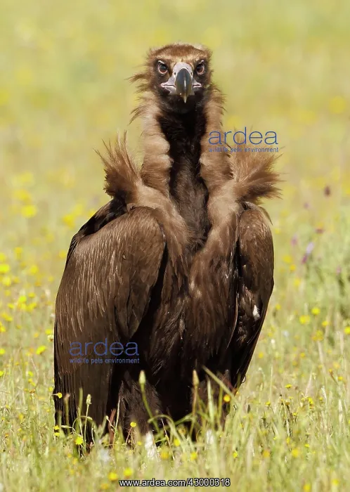 : Cinereous Vulture - in field with flowers : Cinereous Vulture - in field with flowers