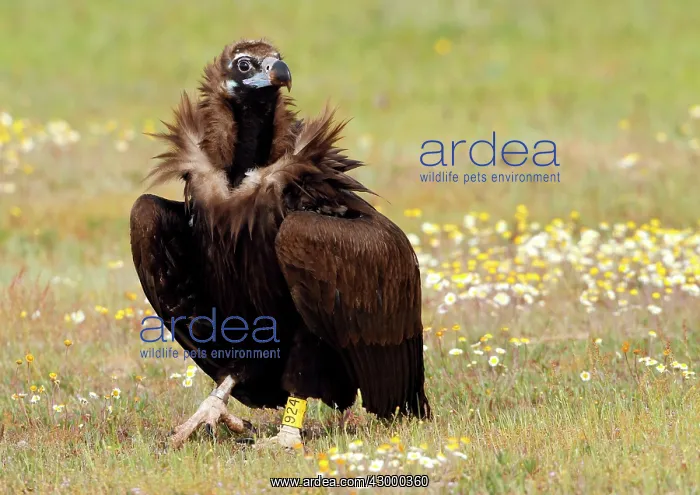 : Cinereous Vulture - in field with flowers : Cinereous Vulture - in field with flowers