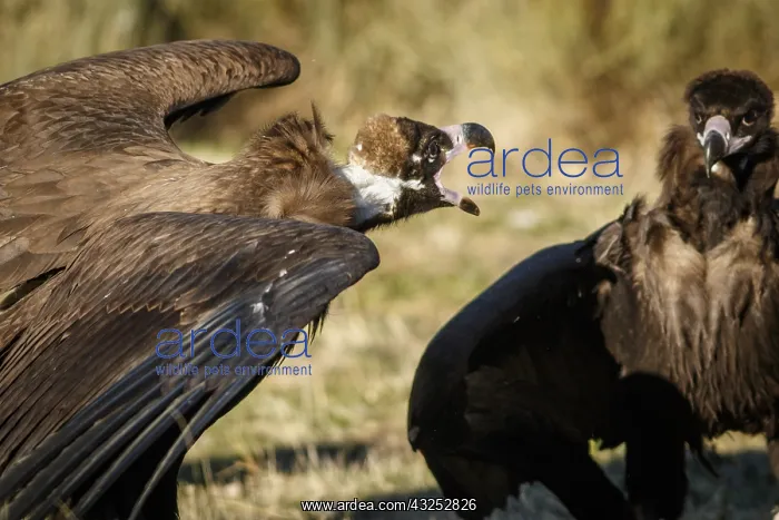 : Cinereous Vulture - fighting - Castile and Leon, Spain : Cinereous Vulture - fighting - Castile and Leon, Spain