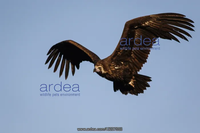 : Cinereous Vulture - in flight - Castile and Leon, Spain : Cinereous Vulture - in flight - Castile and Leon, Spain