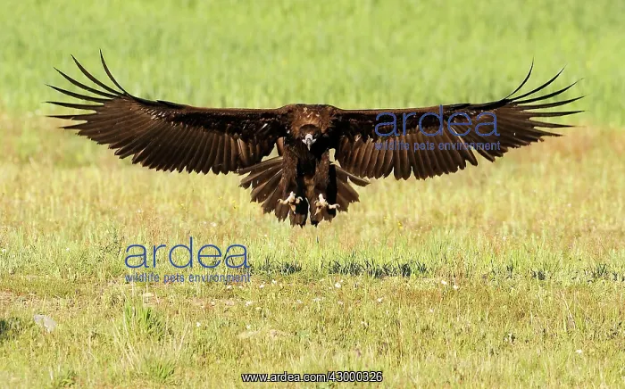 : Cinereous Vulture - in flight about to land in a field : Cinereous Vulture - in flight about to land in a field