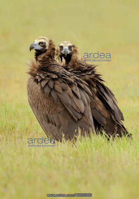 : Cinereous Vulture - mature adult in a field : Cinereous Vulture - mature adult in a field