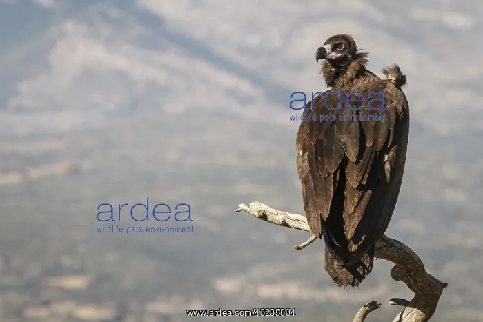 : Cinereous Vulture - perched on a branch - Castile : Cinereous Vulture - perched on a branch - Castile
