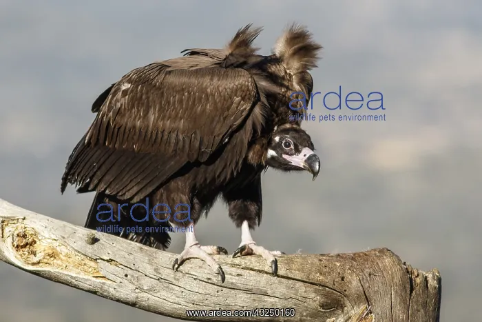 : Cinereous Vulture - perched on a branch - Castile : Cinereous Vulture - perched on a branch - Castile