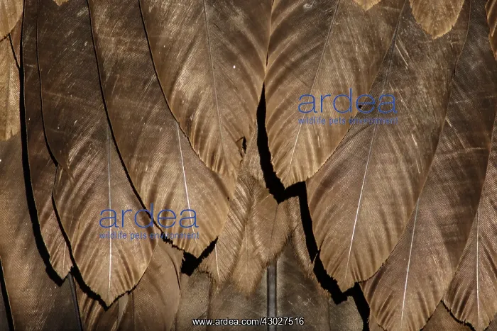: Cinereous Vulture - detail of plumage - Castile : Cinereous Vulture - detail of plumage - Castile