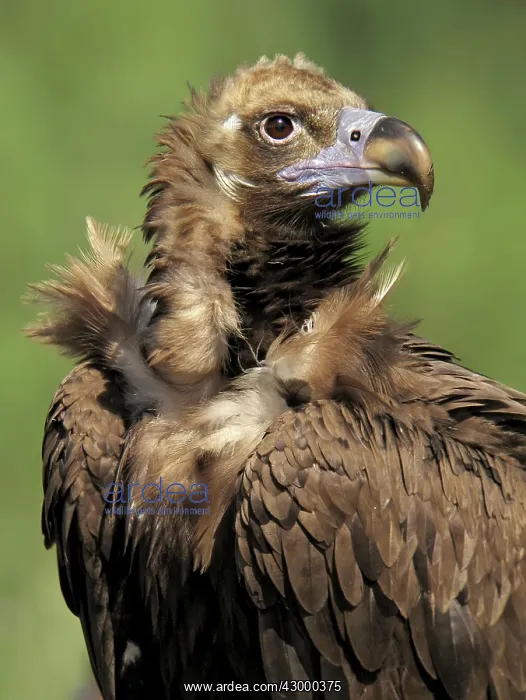 : Cinereous Vulture - Portrait of adult : Cinereous Vulture - Portrait of adult