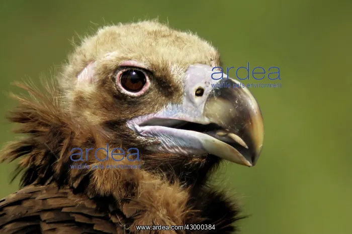 : Cinereous Vulture - Portrait of adult : Cinereous Vulture - Portrait of adult