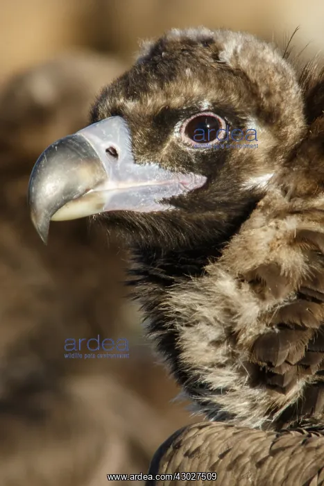 : Cinereous Vulture - portrait - Castile and Leon, Spain : Cinereous Vulture - portrait - Castile and Leon, Spain