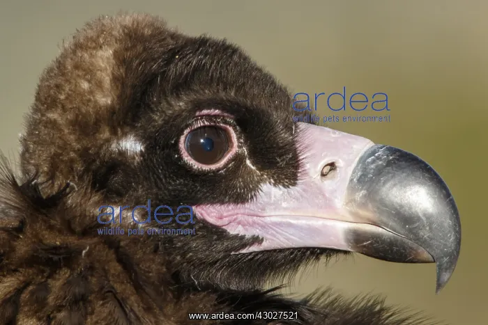 : Cinereous Vulture - portrait - Castile and Leon, Spain : Cinereous Vulture - portrait - Castile and Leon, Spain