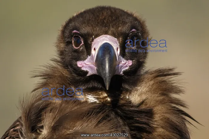 : Cinereous Vulture - portrait - Castile and Leon, Spain : Cinereous Vulture - portrait - Castile and Leon, Spain