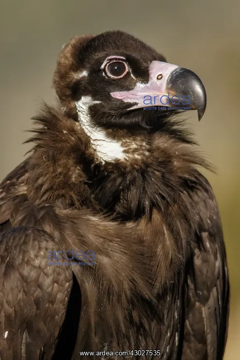: Cinereous Vulture - portrait - Castile and Leon, Spain : Cinereous Vulture - portrait - Castile and Leon, Spain