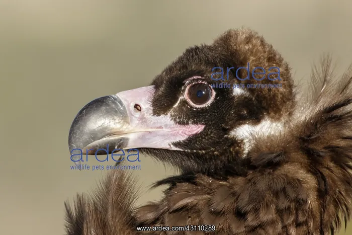 : Cinereous Vulture - portrait - Castile and Leon, Spain : Cinereous Vulture - portrait - Castile and Leon, Spain