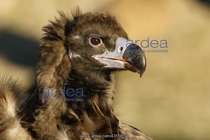 : Cinereous Vulture - portrait - Castile and Leon, Spain : Cinereous Vulture - portrait - Castile and Leon, Spain