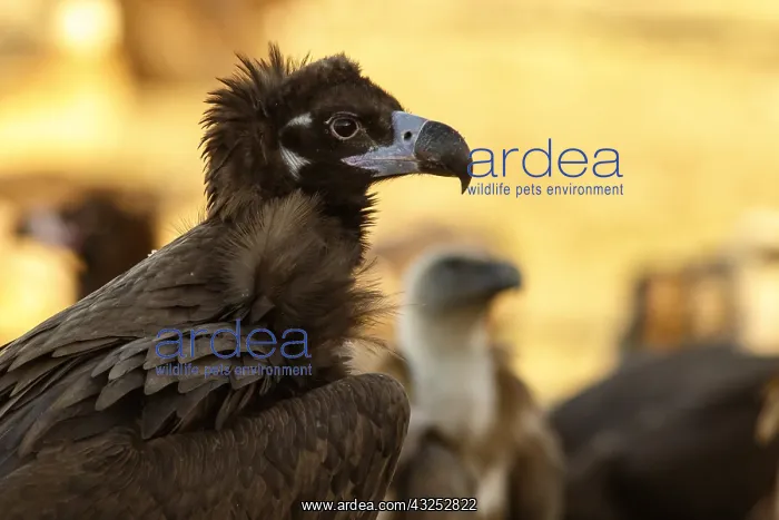 : Cinereous Vulture - portrait - Castile and Leon, Spain : Cinereous Vulture - portrait - Castile and Leon, Spain