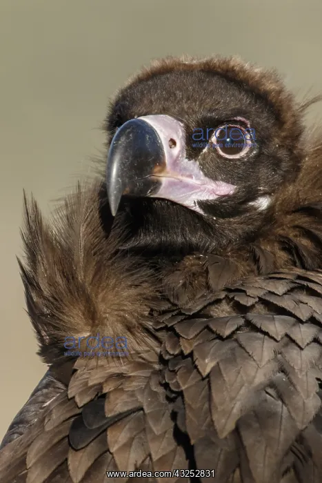 : Cinereous Vulture - portrait - Castile and Leon, Spain : Cinereous Vulture - portrait - Castile and Leon, Spain