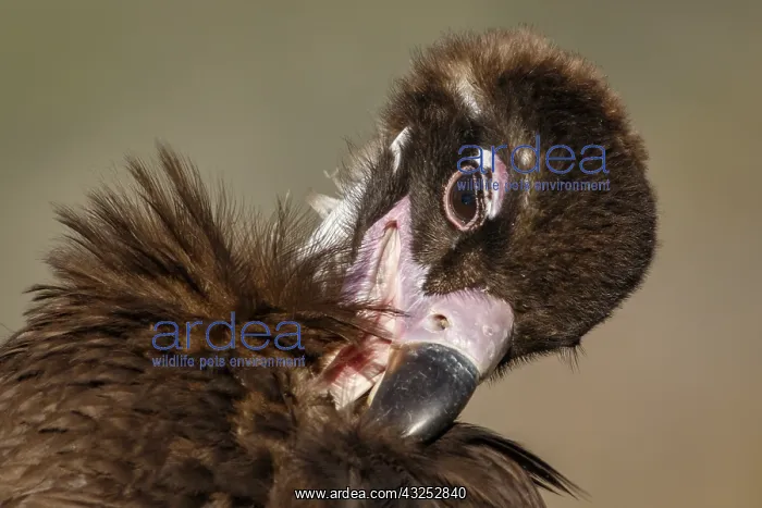 : Cinereous Vulture - preening plumage - Castile and : Cinereous Vulture - preening plumage - Castile and