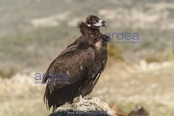 : Cinereous Vulture -resting on rocks - Castile and : Cinereous Vulture -resting on rocks - Castile and
