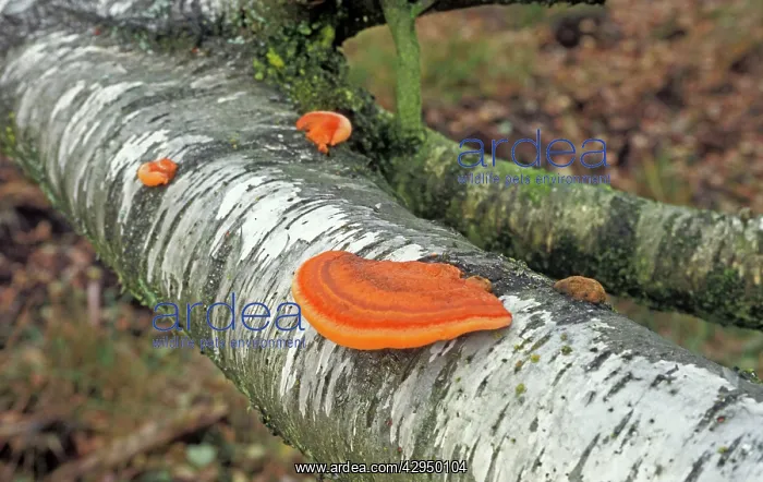 : Cinnabar Bracket Fungi - On Birch : Cinnabar Bracket Fungi - On Birch