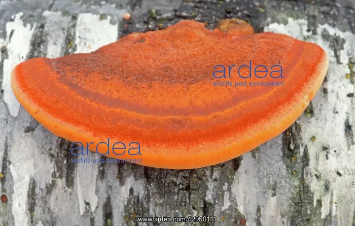 : Cinnabar Bracket Fungi - On Birch : Cinnabar Bracket Fungi - On Birch