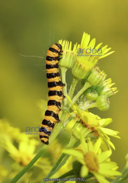 : The Cinnabar Caterpillar feeding on Ragwort flower August : The Cinnabar Caterpillar feeding on Ragwort flower August