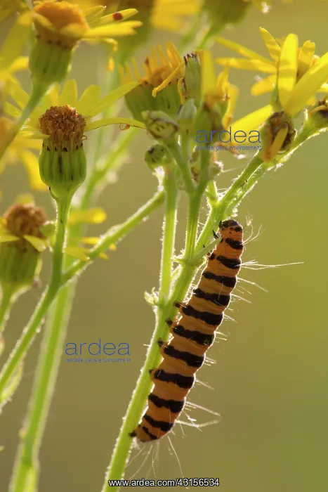 : Cinnabar Moth : Cinnabar Moth