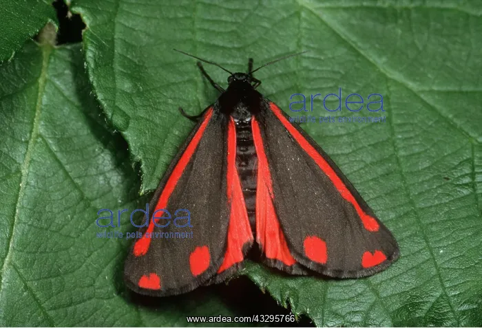  : CINNABAR MOTH