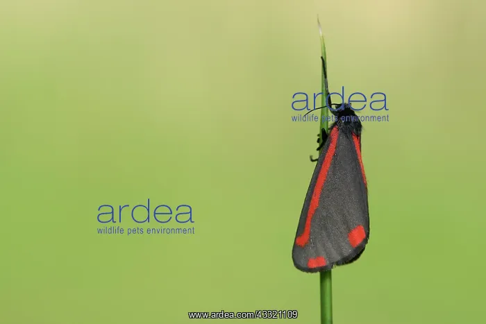  : Cinnabar Moth