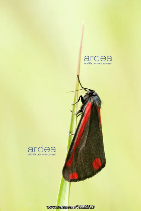 : Cinnabar Moth : Cinnabar Moth