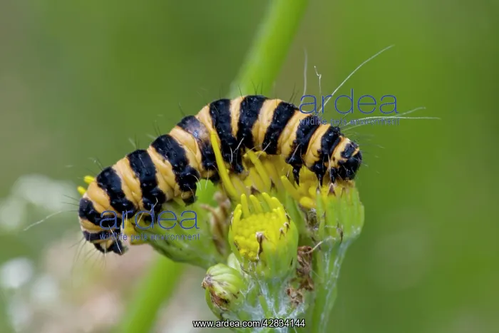 : Cinnabar Moth Caterpillar : Cinnabar Moth Caterpillar