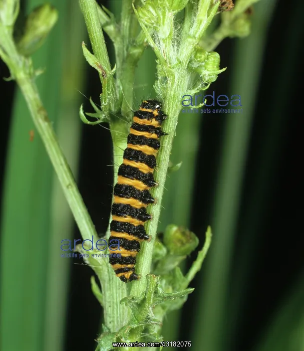 : Cinnabar moth caterpillar : Cinnabar moth caterpillar