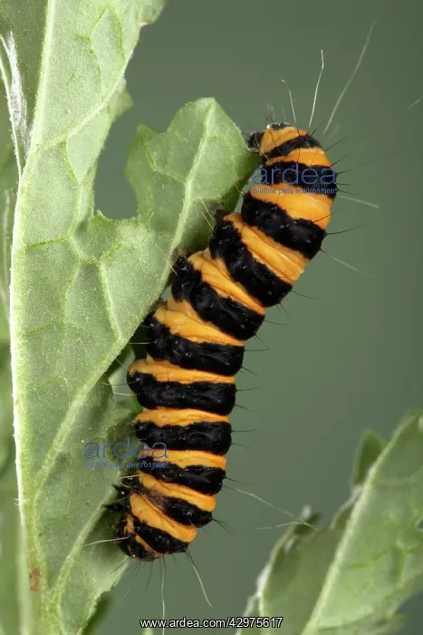 : Cinnabar Moth - Caterpillar - the bright colours : Cinnabar Moth - Caterpillar - the bright colours
