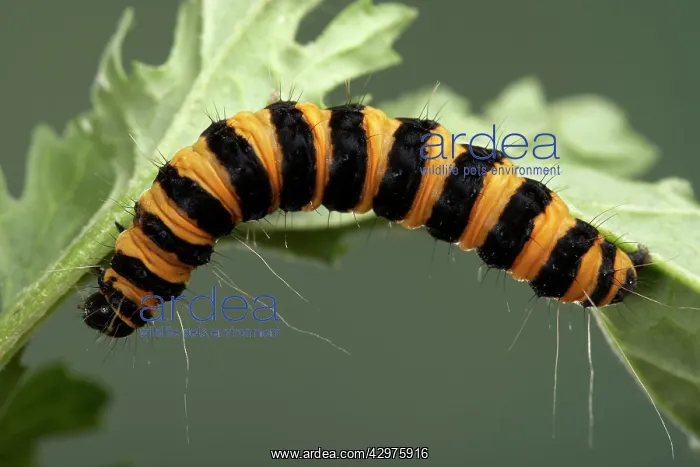 : Cinnabar Moth - Caterpillar - the bright colours : Cinnabar Moth - Caterpillar - the bright colours