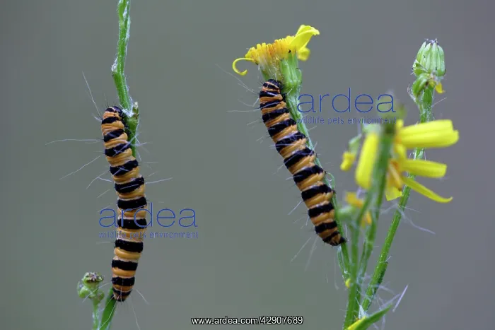 : Cinnabar Moth caterpillar - feeding on foodplant Ragwort : Cinnabar Moth caterpillar - feeding on foodplant Ragwort